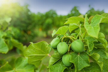 Physic nut plantation, alternative fuel.