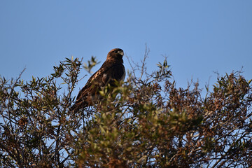 Cooper's Hawk resting on a Tree Top