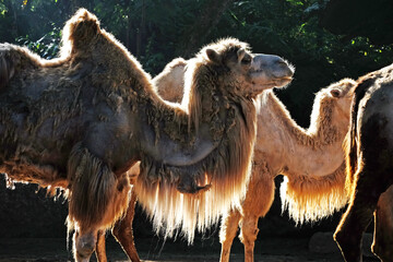 camel in the zoo