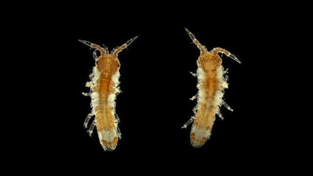 Plankton and zooplankton of the Black Sea, crustacean Idotea phosphorea, type arthropod, Order Isopoda, are mainly benthic, among them there are detritophages, herbivores, predators and even parasites
