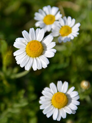 Fresh chamomiles on green grass background in sun rays. Wild field with delicate pure flowers in sunshine