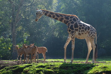 giraffe and deers in the savannah