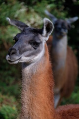 llama in the zoo