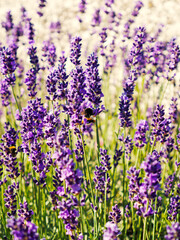 lavender flowers in the garden