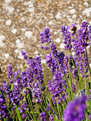 lavender flowers in the garden