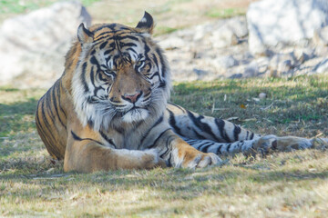 A Sumatran tiger taking it easy