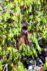Lake Nicaragua some 350 large islands and one of them Monkey Island with a handful of trees and about 8 Spider Monkeys. Spider Monkeys of the genus Ateles are New World monkeys.
