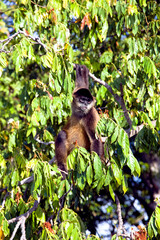 Lake Nicaragua some 350 large islands and one of them Monkey Island with a handful of trees and about 8 Spider Monkeys. Spider Monkeys of the genus Ateles are New World monkeys.