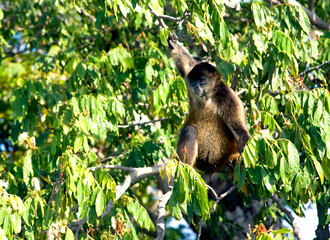 Lake Nicaragua some 350 large islands and one of them Monkey Island with a handful of trees and about 8 Spider Monkeys. Spider Monkeys of the genus Ateles are New World monkeys.