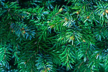 Green evergreen background.