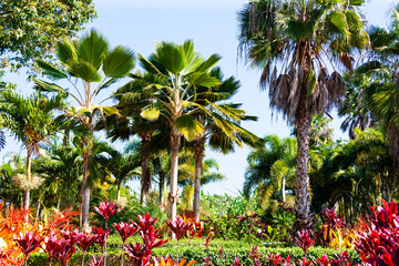 Tropical garden and park in Oahu, Hawaii