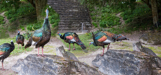 Turkey in Guatemala