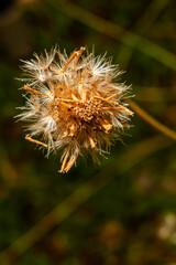 The seed of the grass ready for growth.
