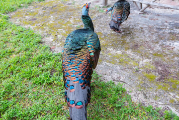 Obraz premium Turkey in Guatemala