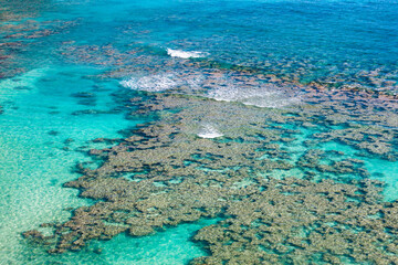 Coral reef at Hanauma Bay, Oahu, Hawaii. Ideal for swimming or snorkeling.