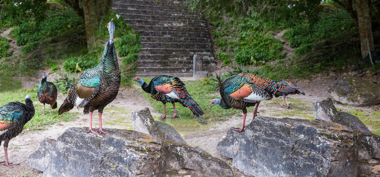 Turkey in Guatemala