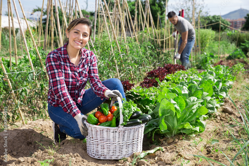 Wall mural young woman gardner holding basket with harvest of fresh vegetables