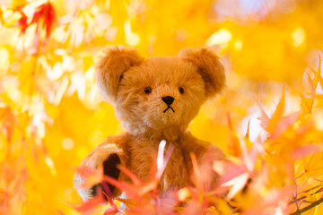 テディベアと紅葉