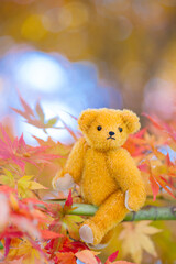 テディベアと紅葉