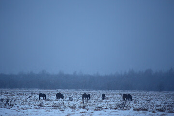 abstract blurred winter background, horses in a snowy field landscape, snow on a farm