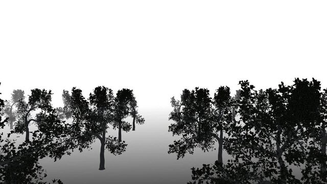 tree forest silhouette loop animation