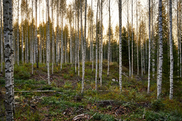 Birch tree forest in autumn