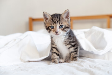 Small striped kitten sitting on bed white light blanket. Concept of domestic adorable pets.