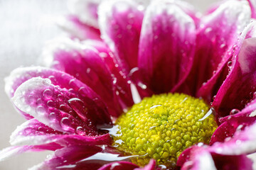 Wet chrysanthemum macro photo