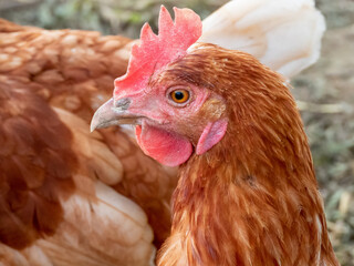 chicken on the farm
