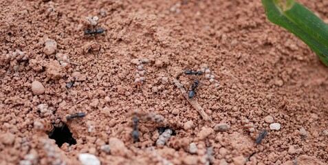 Macrophotograph of large black ants crawling on the ground among the grass on a Sunny summer day. Social arthropod insects in their natural habitat.