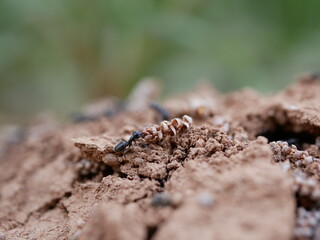 Macrophotograph of large black ants crawling on the ground among the grass on a Sunny summer day. Social arthropod insects in their natural habitat.