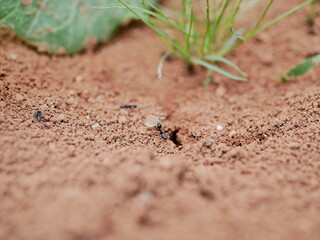 Macrophotograph of large black ants crawling on the ground among the grass on a Sunny summer day. Social arthropod insects in their natural habitat.