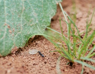 Macrophotograph of large black ants crawling on the ground among the grass on a Sunny summer day. Social arthropod insects in their natural habitat.