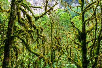 Relict boxwood forest, a historical conservation Park, in a mountain canyon .