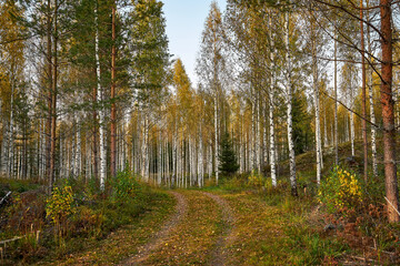 Obraz premium Beautiful forest scenery in autumn