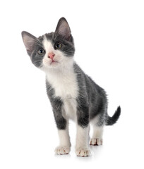 kitten in studio