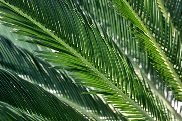 Obraz na płótnie Canvas green leaves of a palm tree on the black sea coast