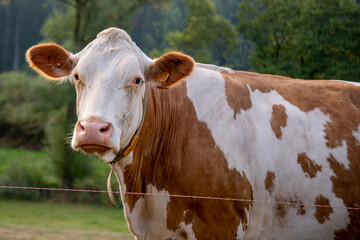 brown and white cow in a pasture