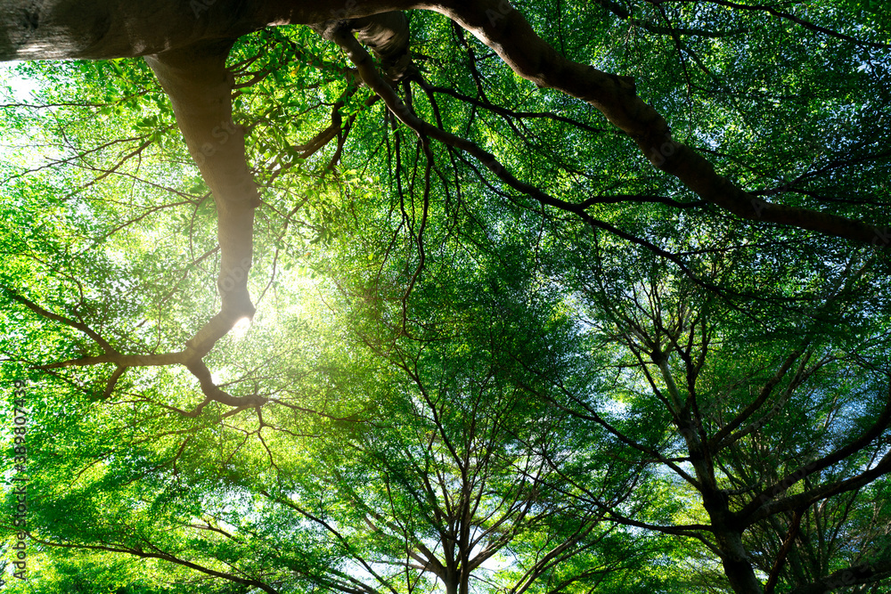 Canvas Prints bottom view of tree trunk to green leaves of tree in tropical forest. fresh environment in park. gre