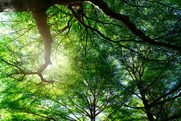 Bottom view of tree trunk to green leaves of tree in tropical forest. Fresh environment in park. Green plant give oxygen in summer garden. Forest is lung for human concept. Breath fresh air concept.