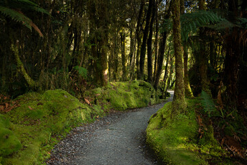 Green forests and walking tracks around Lake Matheson, South Island, New Zealand