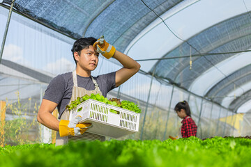 farmer ware agricultural gloves keep vegetable at hydroponic farm and observing growth vegetable...