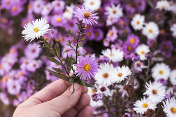 three small September Asters in a woman's hand, close-up on a blurry natural background of flowers