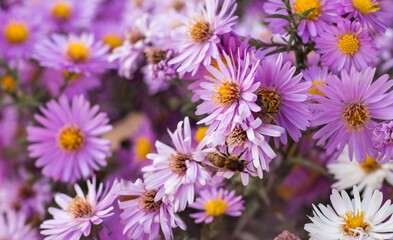 Fototapeta na wymiar a bee sits on a small Aster September, autumn collects nectar