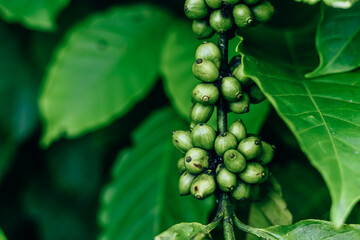 Coffee Plant. Coffee beans growing on a branch of coffee tree. Close up Branch of a coffee tree with ripe fruits.