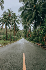 Fototapeta na wymiar Coconut palms and road in tropical island.
