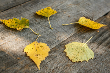 autumn leaves on wooden background