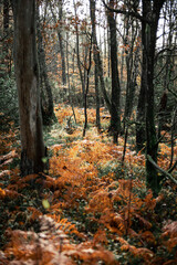 Fototapeta premium Orange ferns on the forest floor at autumn.