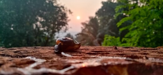 Snail relaxed at sunset