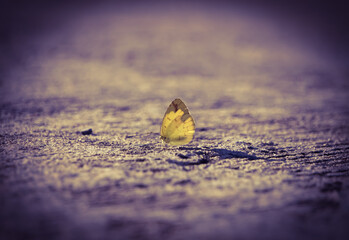 A little yellow butterfly is on the ground.